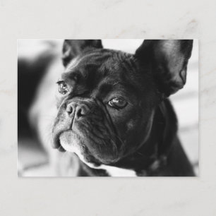 Carte Postale Französisch Bulldog