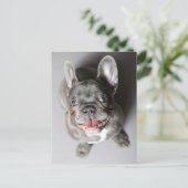 Carte Postale Französische Bulldogge (Debout devant)