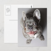Carte Postale Französische Bulldogge (Devant / Derrière)