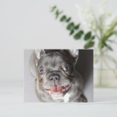 Carte Postale Französische Bulldogge (Debout devant)