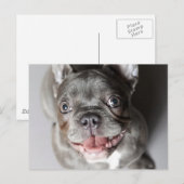 Carte Postale Französische Bulldogge (Devant / Derrière)