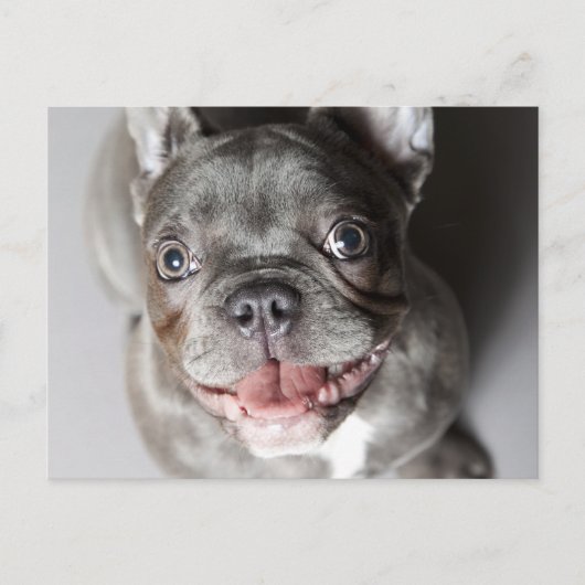 Carte Postale Französische Bulldogge (Devant)