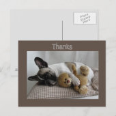 Carte Postale Französische Bulldogge Teddy French Bulldog (Devant / Derrière)