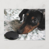 Carte Postale Frappe de Digger à un Poteau (Devant)