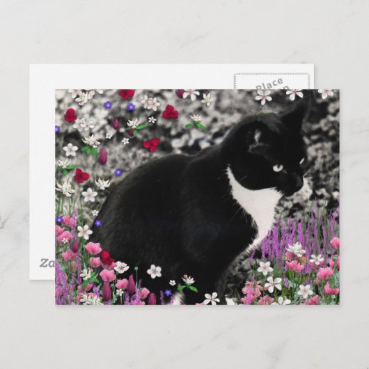 Carte Postale Frapules en Fleurs II - Tuxedo Cat (Devant / Derrière)