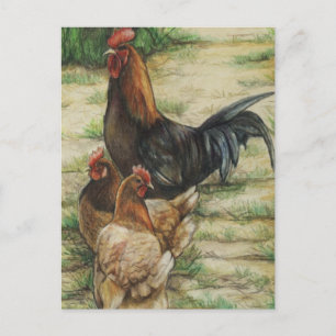 Carte Postale "Free Range" Rooster & 2 Hens Postcard