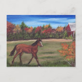 Carte postale Freedom Run (Devant)