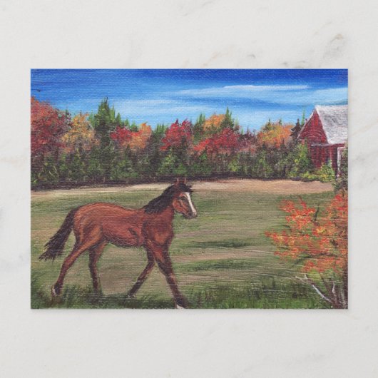 Carte postale Freedom Run (Devant)