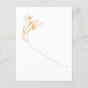 Carte Postale Freesia séchée