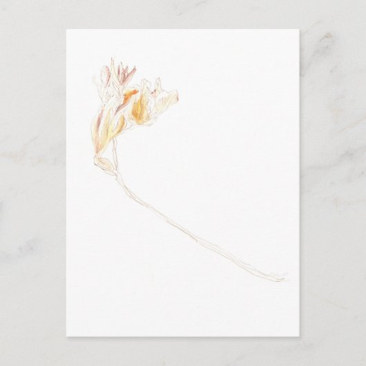 Carte Postale Freesia séchée (Devant)