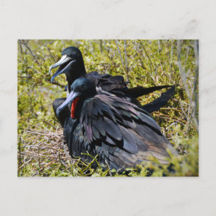 Carte Postale Frégates superbes amoureuses