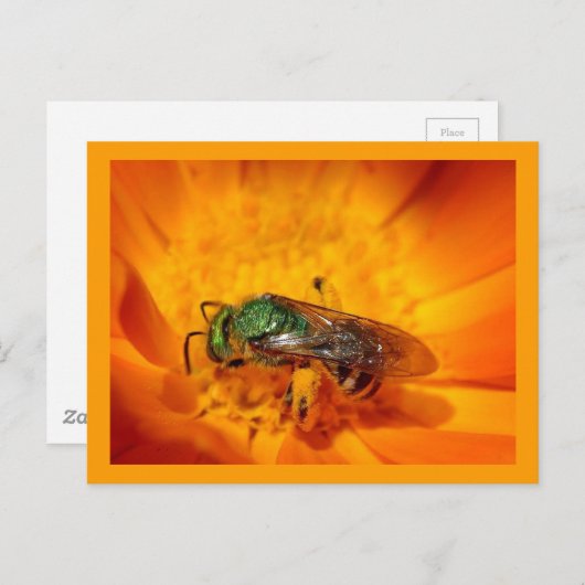 Carte Postale Frelon Vert (Devant / Derrière)