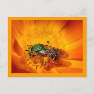 Carte Postale Frelon Vert