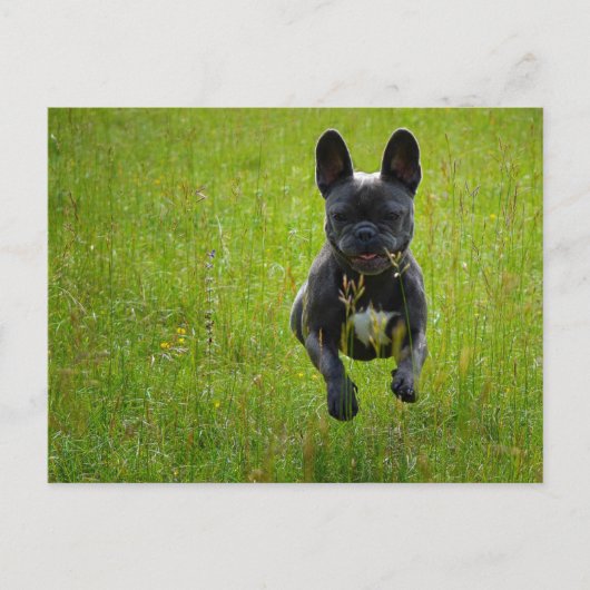 Carte Postale French Bulldog jumping on a high grass field (Devant)