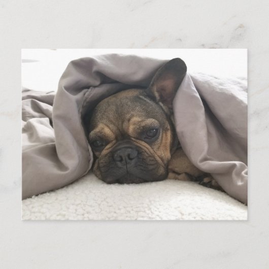 CARTE POSTALE FRENCH BULLDOG RESTING RELAXING POSTCROSSING (Devant)