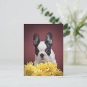 Carte Postale Frenchie - chiot de bouledogue français (Debout devant)