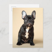 Carte Postale Frenchie Puppy (Devant / Derrière)