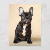 Carte Postale Frenchie Puppy (Devant)