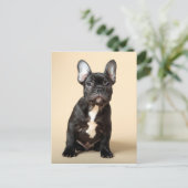 Carte Postale Frenchie Puppy (Debout devant)