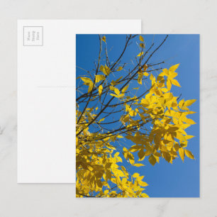 Carte Postale Frêne aux feuilles jaunes automne photographie de 