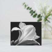 Carte Postale Frénésie noire et blanche (Debout devant)