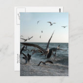 Carte postale Frenzy (Devant / Derrière)