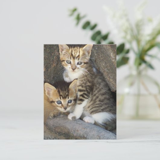 Carte Postale Frères (Debout devant)