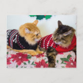 Carte Postale Frères (Devant)