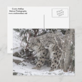 Carte Postale Frères léopards des neiges marchant dans la neige  (Devant / Derrière)