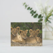 Carte Postale Frères Lion (Debout devant)