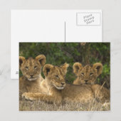 Carte Postale Frères Lion (Devant / Derrière)