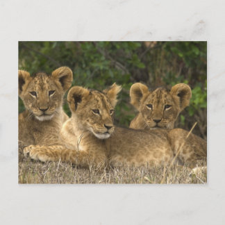 Carte Postale Frères Lion