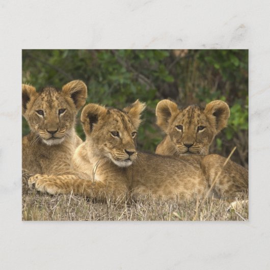 Carte Postale Frères Lion (Devant)