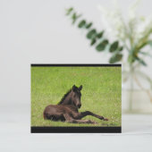 Carte postale Friesian Foy (Debout devant)