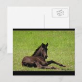 Carte postale Friesian Foy (Devant / Derrière)