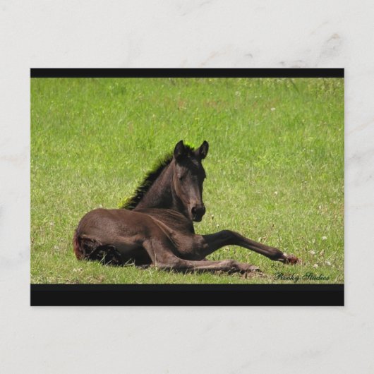 Carte postale Friesian Foy (Devant)
