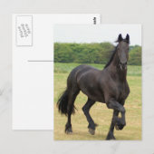Carte postale Friesian Horse (Devant / Derrière)