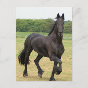 Carte postale Friesian Horse