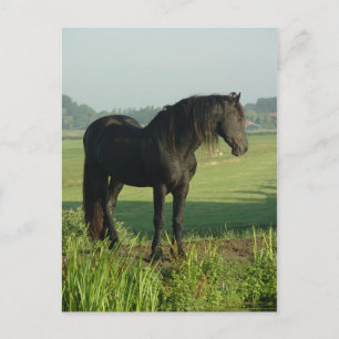 Carte Postale Friesian Horse