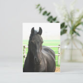 Carte postale Friesian Horse (Debout devant)