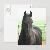 Carte postale Friesian Horse (Devant / Derrière)