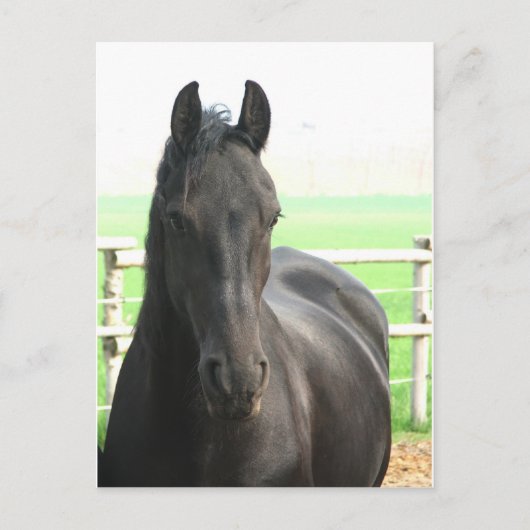 Carte postale Friesian Horse (Devant)