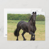 Carte postale Friesian Horse (Devant / Derrière)