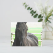Carte postale Friesian Horse (Debout devant)