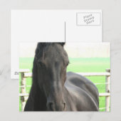 Carte postale Friesian Horse (Devant / Derrière)