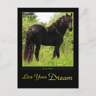 Carte postale friésienne Dreamin