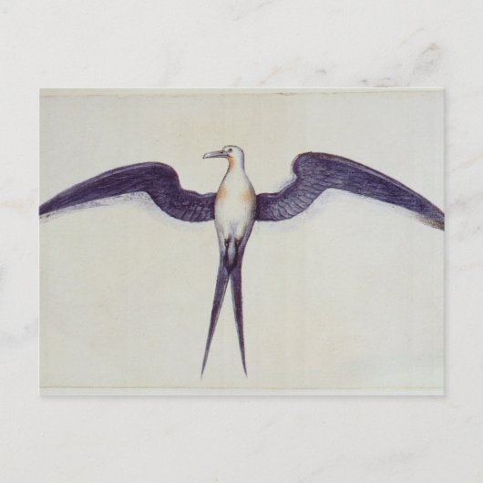 Carte Postale Frigate Bird (Devant)