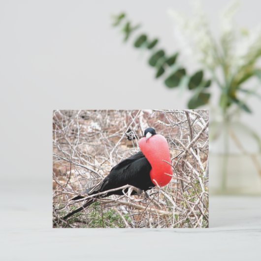 Carte Postale Frigate Bird (Fragata) dans Galapagos d'affichage (Debout devant)