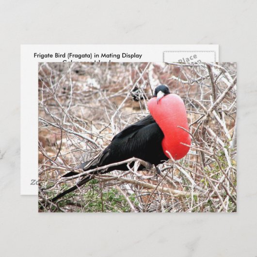Carte Postale Frigate Bird (Fragata) dans Galapagos d'affichage (Devant / Derrière)