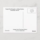 Carte Postale Frigate Bird (Fragata) dans Galapagos d'affichage (Dos)